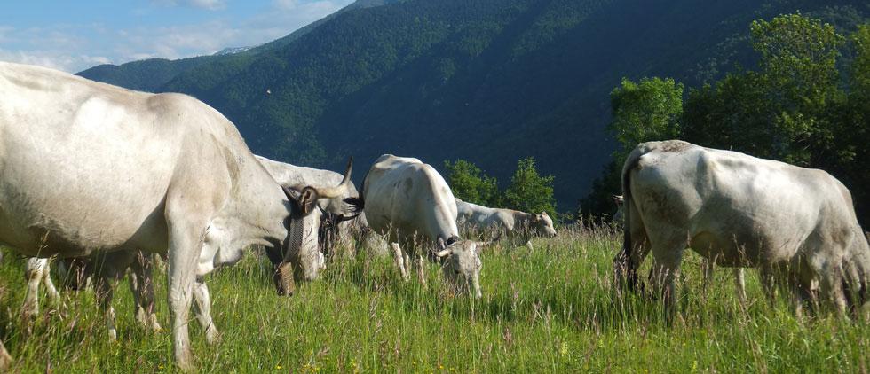 Photo La ferme aux anes